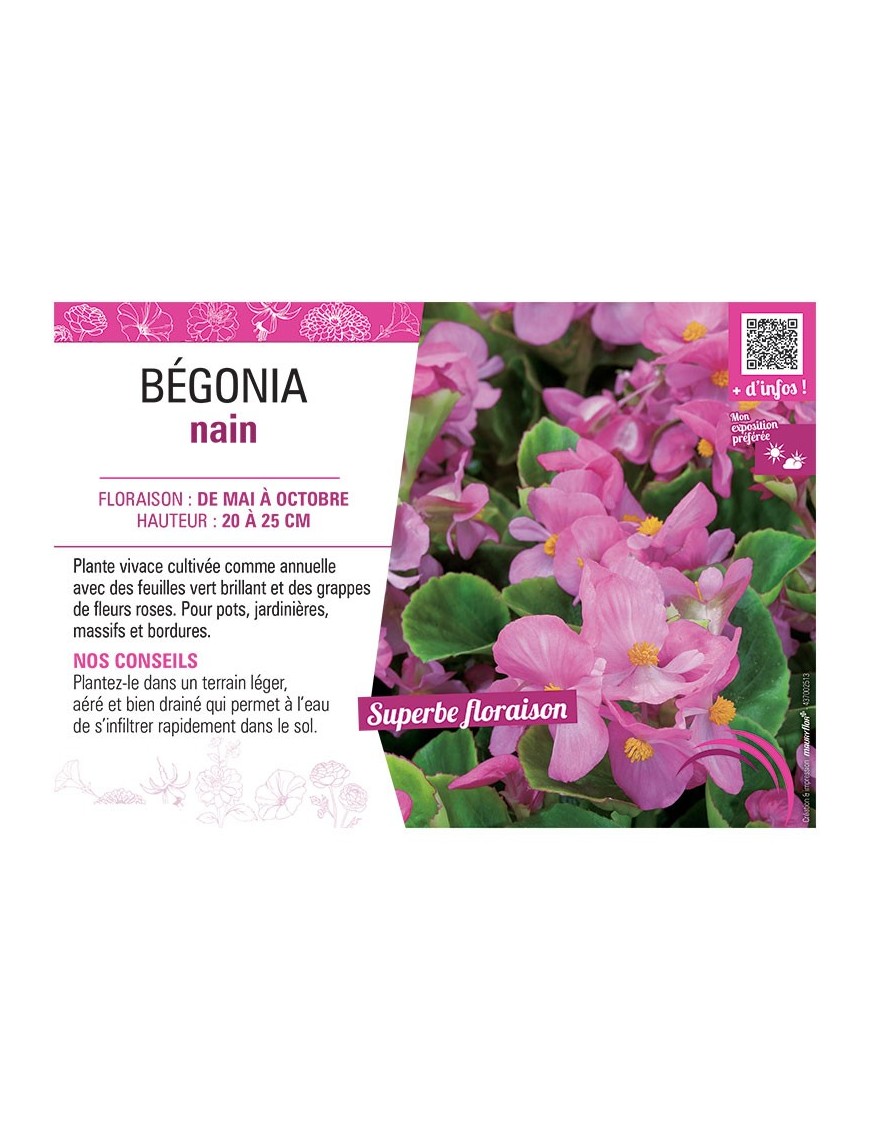 BÉGONIA NAIN ROSE