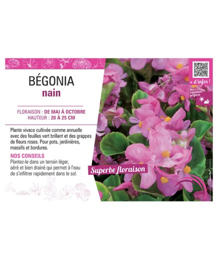 BÉGONIA NAIN ROSE