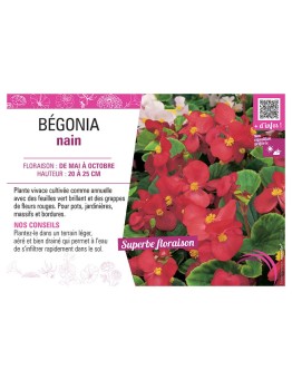 BÉGONIA NAIN ROUGE