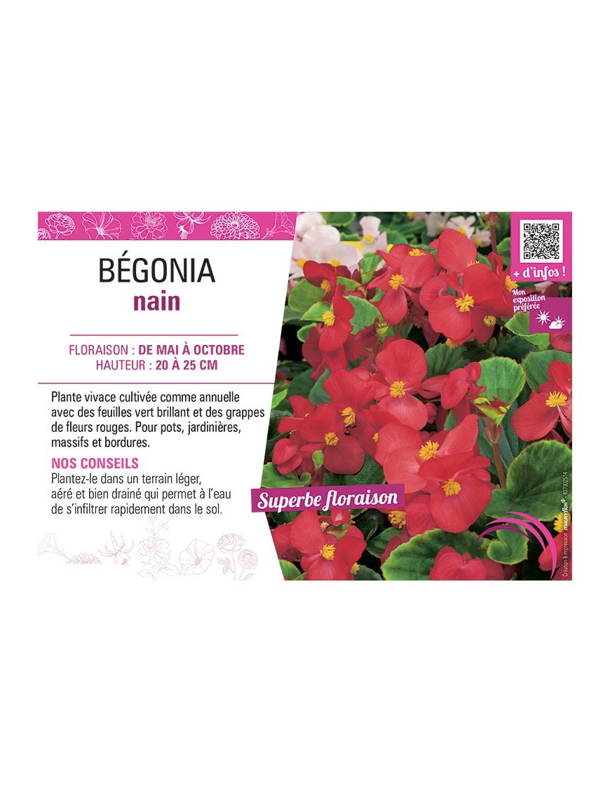 BÉGONIA NAIN ROUGE
