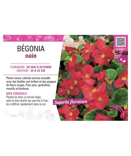 BÉGONIA NAIN ROUGE