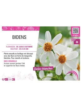BIDENS BLANC