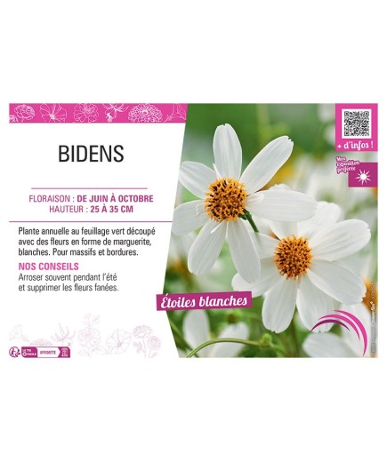BIDENS BLANC