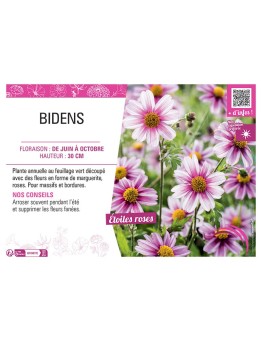 BIDENS ROSE