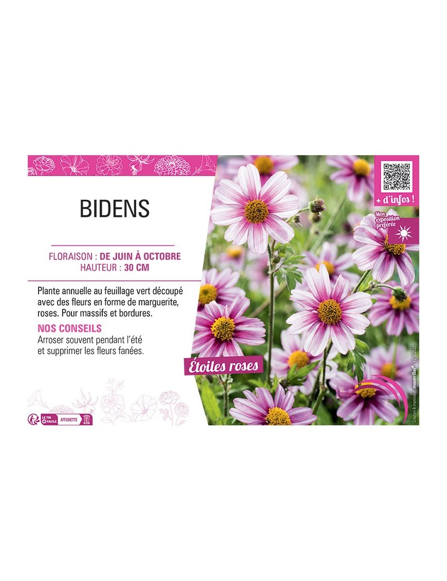 BIDENS ROSE