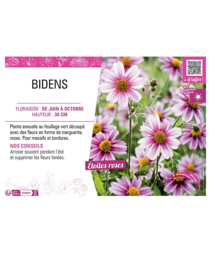 BIDENS ROSE
