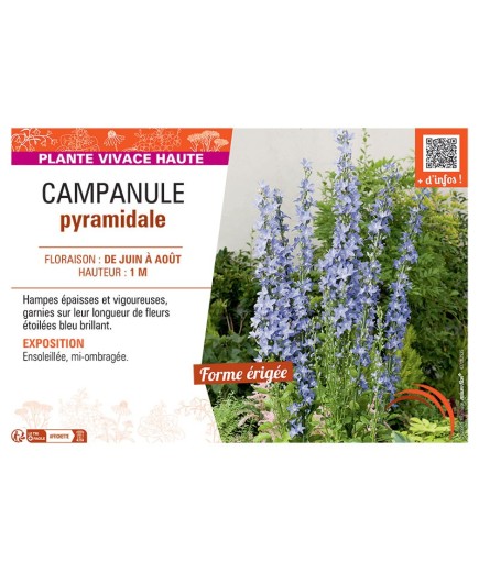 CAMPANULA PYRAMIDALE BLEUE