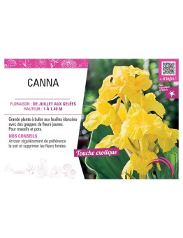 CANNA JAUNE