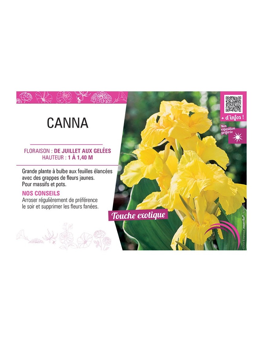 CANNA JAUNE