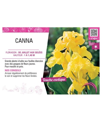 CANNA JAUNE