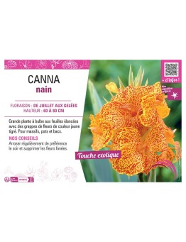 CANNA NAIN JAUNE TIGRÉ