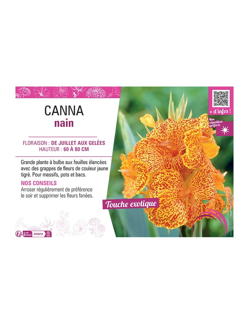 CANNA NAIN JAUNE TIGRÉ