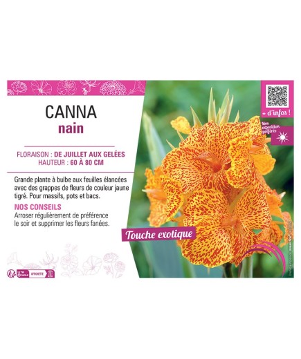 CANNA NAIN JAUNE TIGRÉ