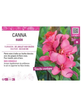 CANNA NAIN ROSE