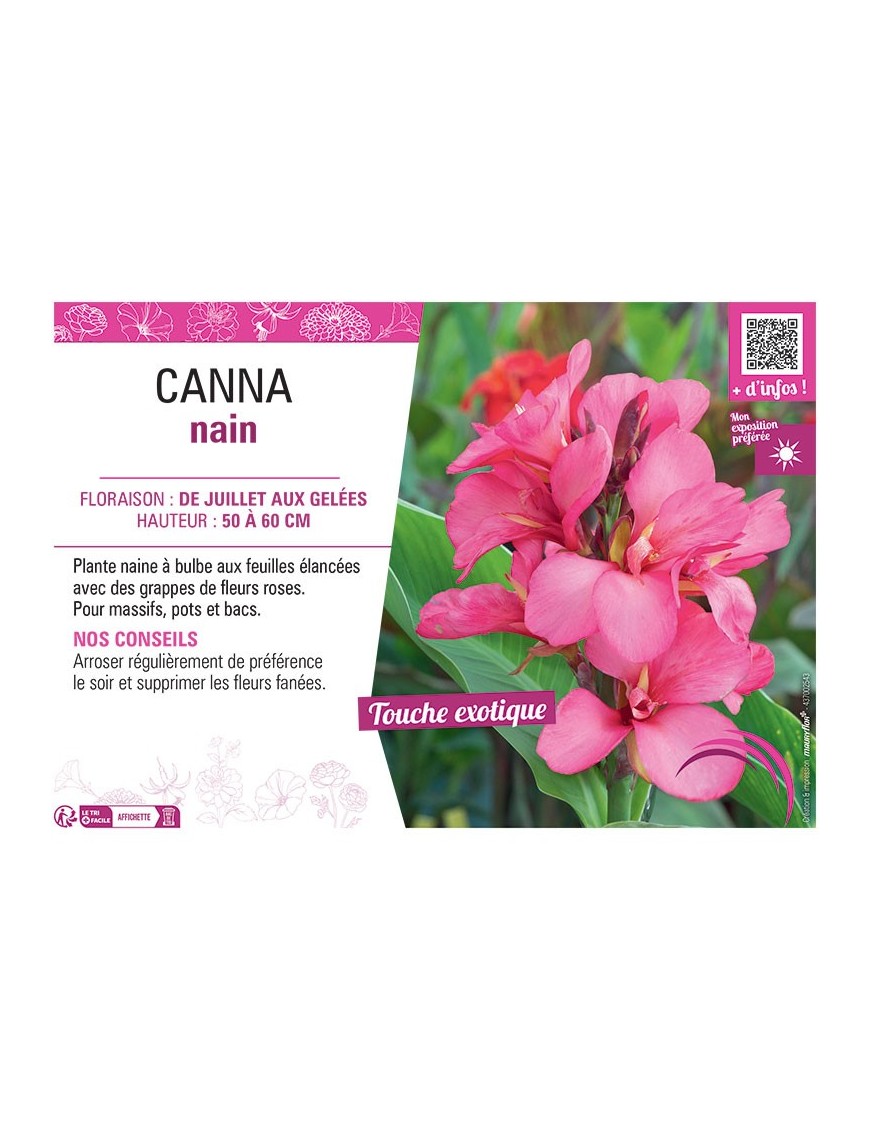 CANNA NAIN ROSE