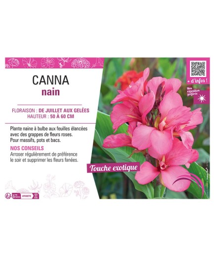 CANNA NAIN ROSE