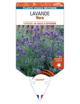 LAVANDULA (angustifolia) Vera