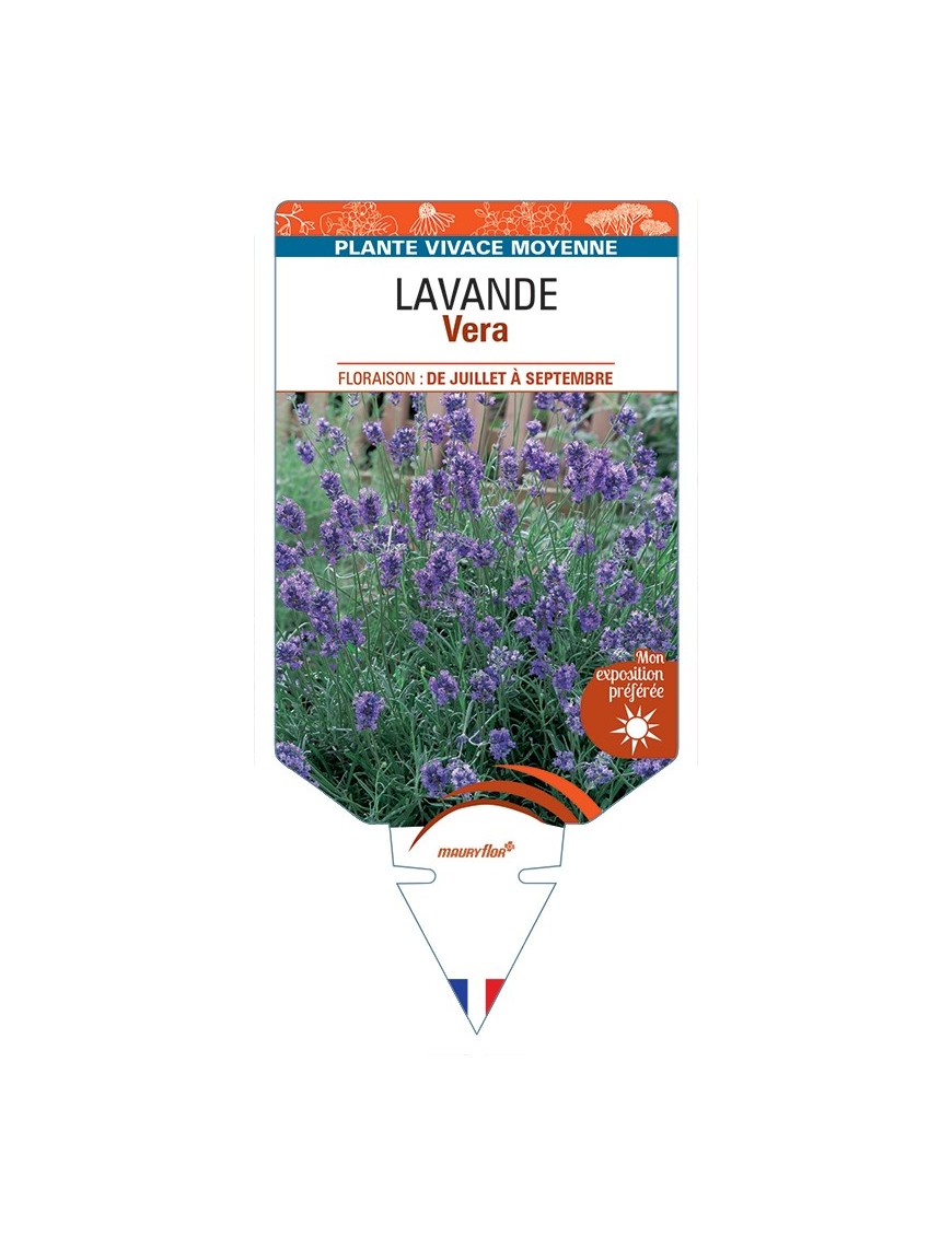 LAVANDULA (angustifolia) Vera