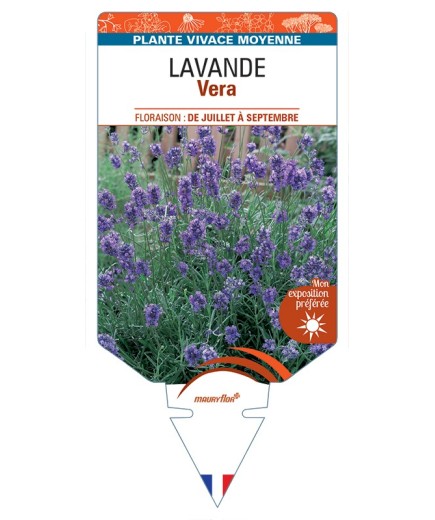 LAVANDULA (angustifolia) Vera