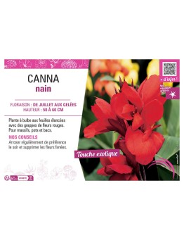 CANNA NAIN ROUGE