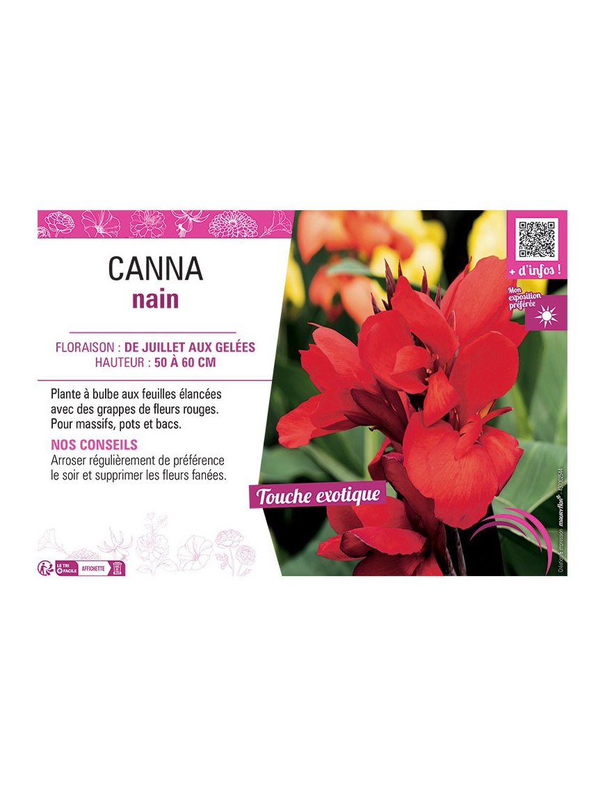 CANNA NAIN ROUGE