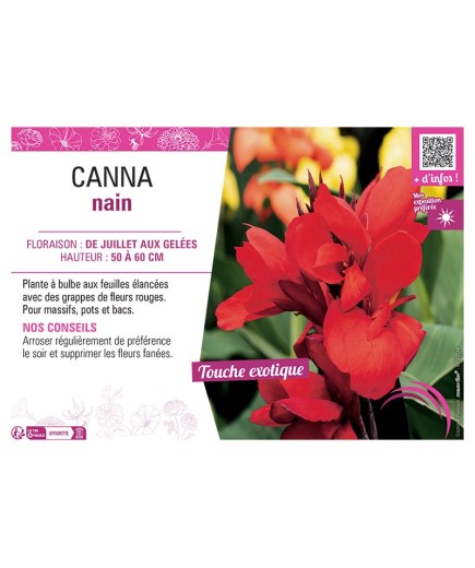 CANNA NAIN ROUGE
