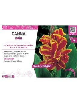 CANNA NAIN ROUGE BORDÉ JAUNE