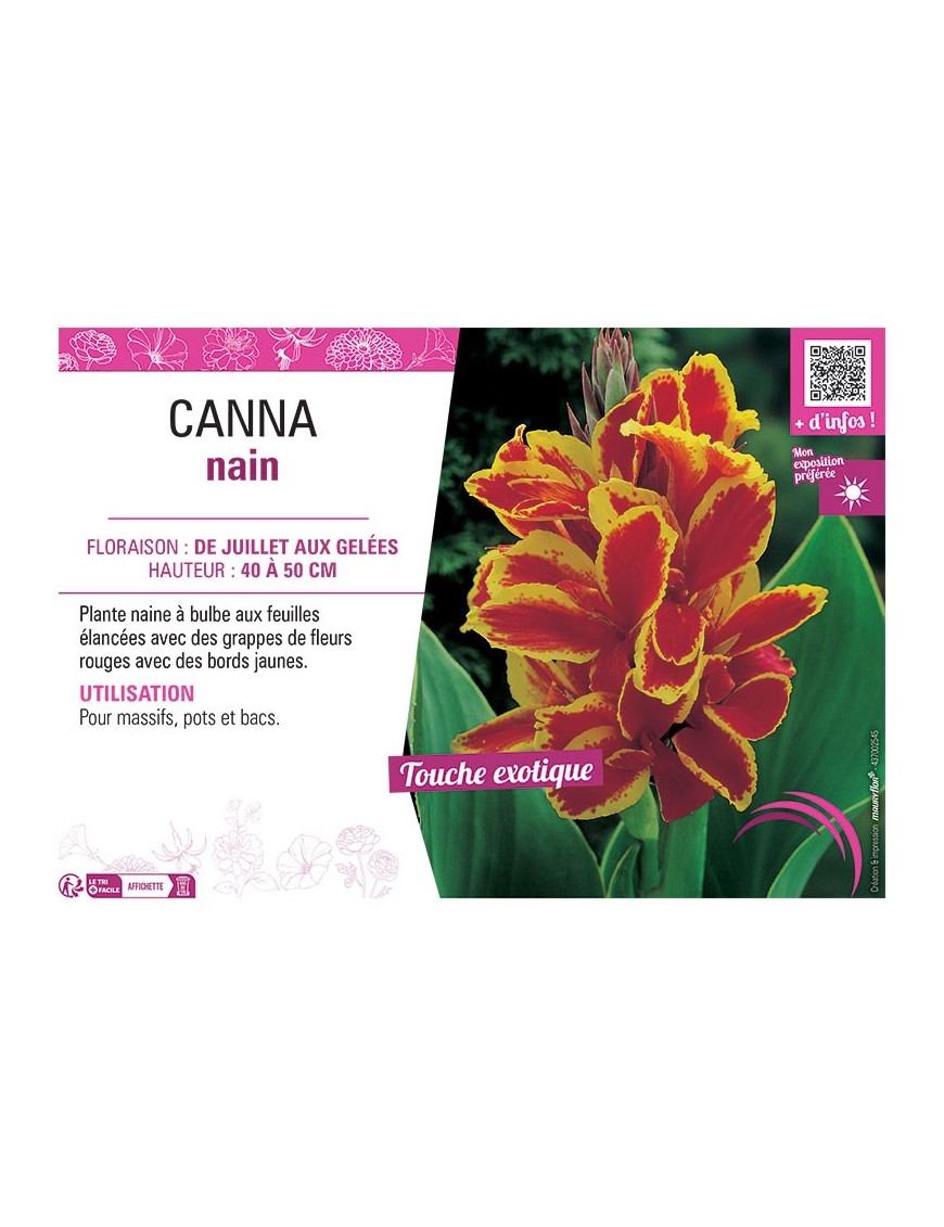 CANNA NAIN ROUGE BORDÉ JAUNE