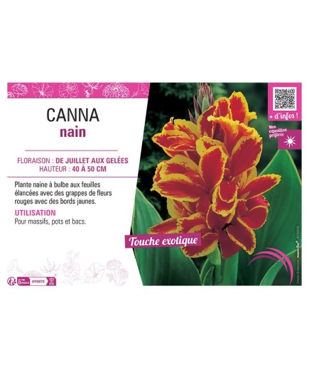 CANNA NAIN ROUGE BORDÉ JAUNE