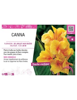CANNA ORANGE