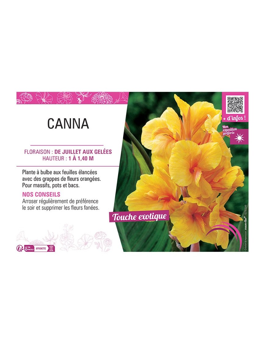 CANNA ORANGE