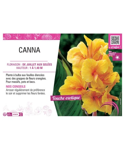CANNA ORANGE