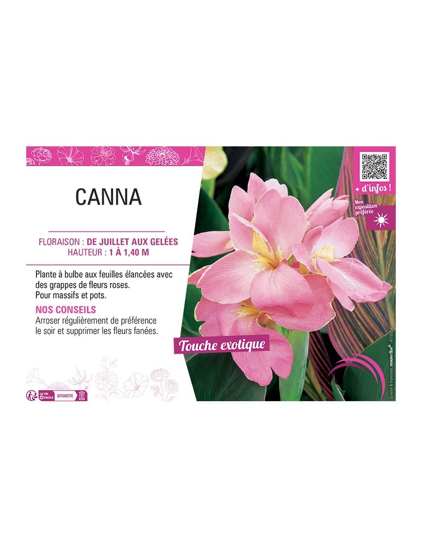 CANNA ROSE