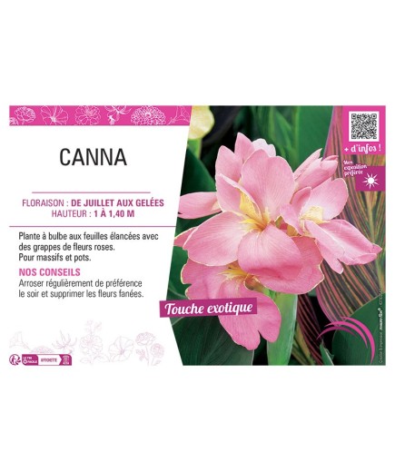 CANNA ROSE