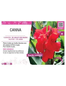 CANNA ROUGE