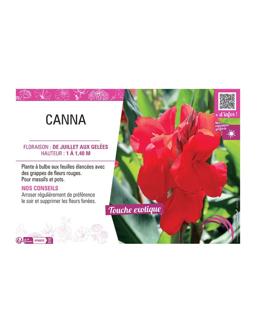 CANNA ROUGE