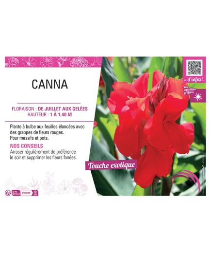CANNA ROUGE