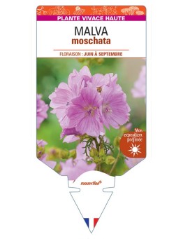 MALVA moschata (rose) *