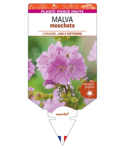 MALVA moschata (rose) *