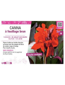 CANNA ROUGE ORANGE À FEUILLAGE BRUN