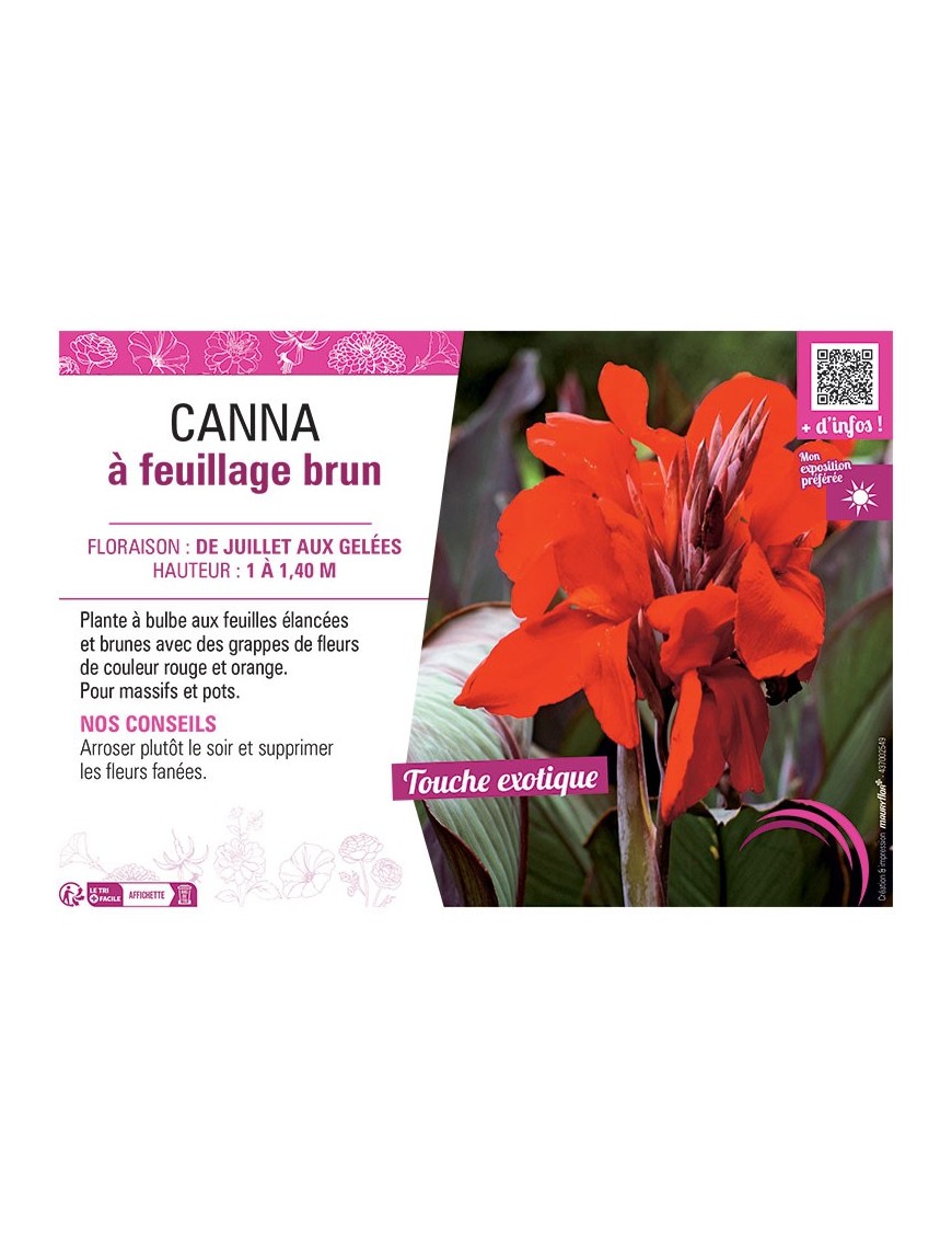 CANNA ROUGE ORANGE À FEUILLAGE BRUN