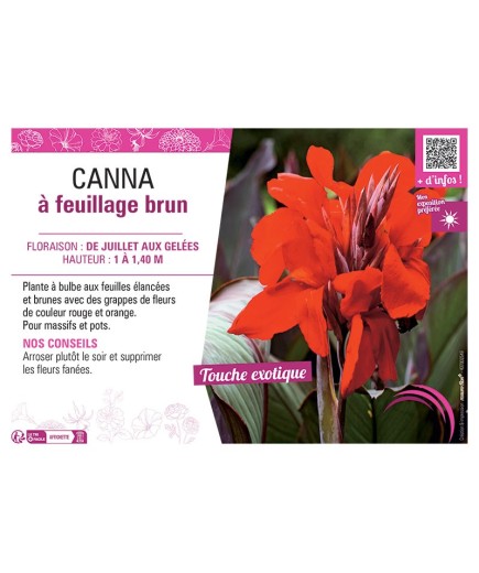 CANNA ROUGE ORANGE À FEUILLAGE BRUN