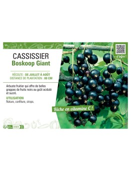 CASSISSIER BOSKOOP GIANT