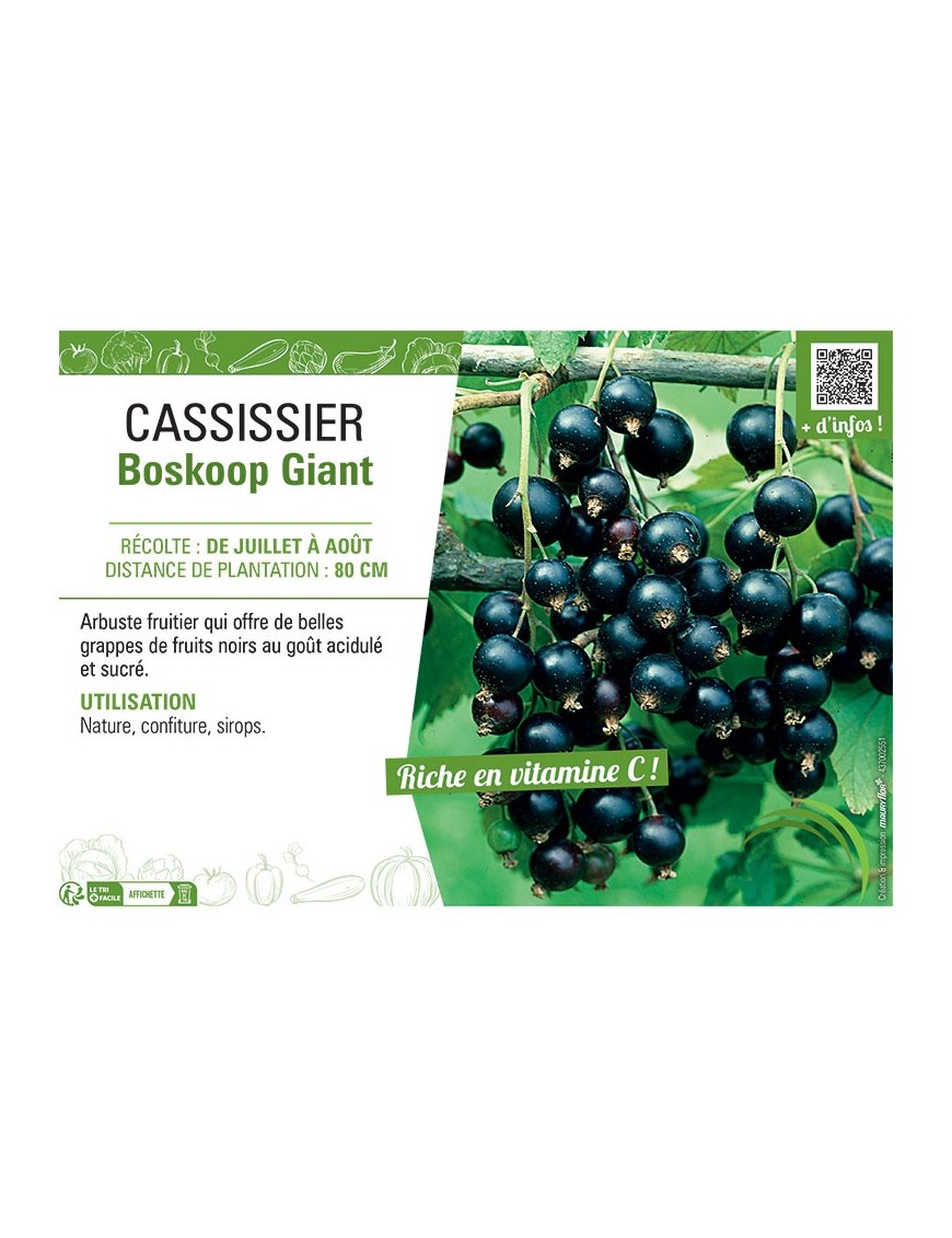 CASSISSIER BOSKOOP GIANT