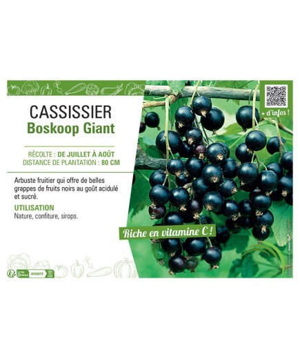 CASSISSIER BOSKOOP GIANT