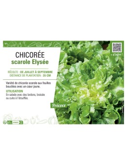 CHICORÉE SCAROLE ELYSÉE