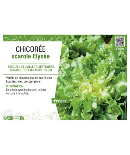 CHICORÉE SCAROLE ELYSÉE