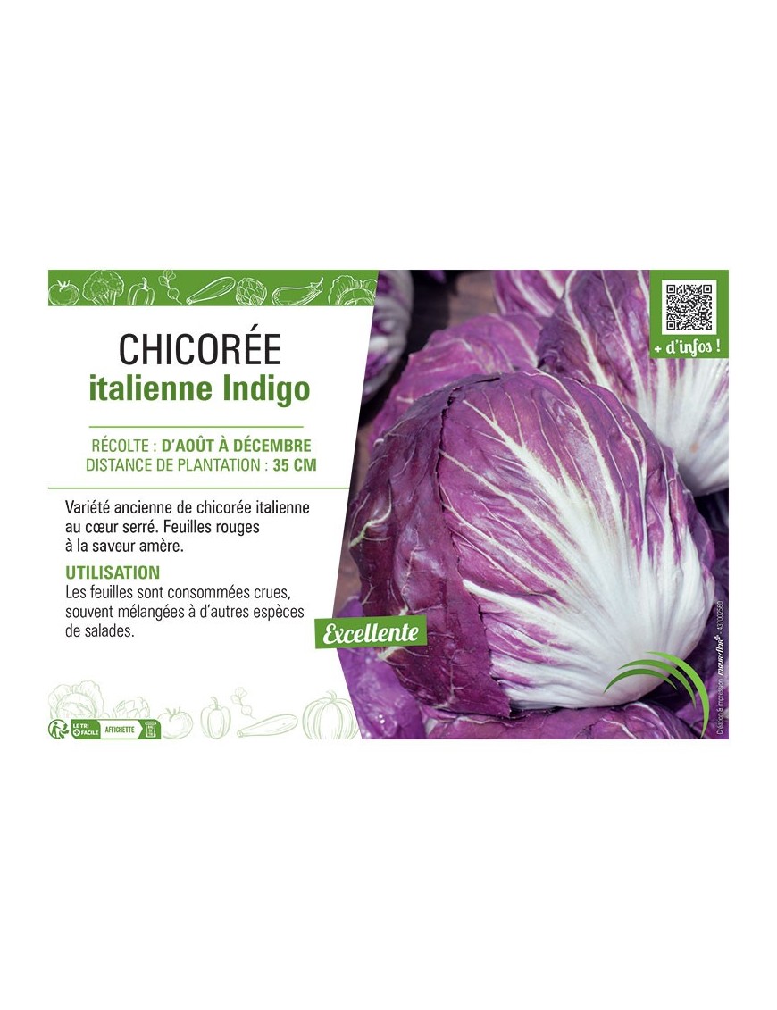 CHICORÉE ITALIENNE INDIGO