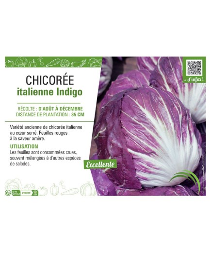 CHICORÉE ITALIENNE INDIGO