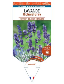 LAVANDULA (x chaytorae) Richard Gray